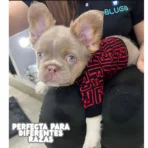 COMBO de 3 Piezas de camisa para mascota Ropa para perro Fendi - (rojo - blanco - Marron) M - Image 7