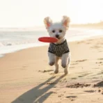 Ropa para mascota camisa para perro Fendi - BLANCA Y NEGRA XL - Image 9